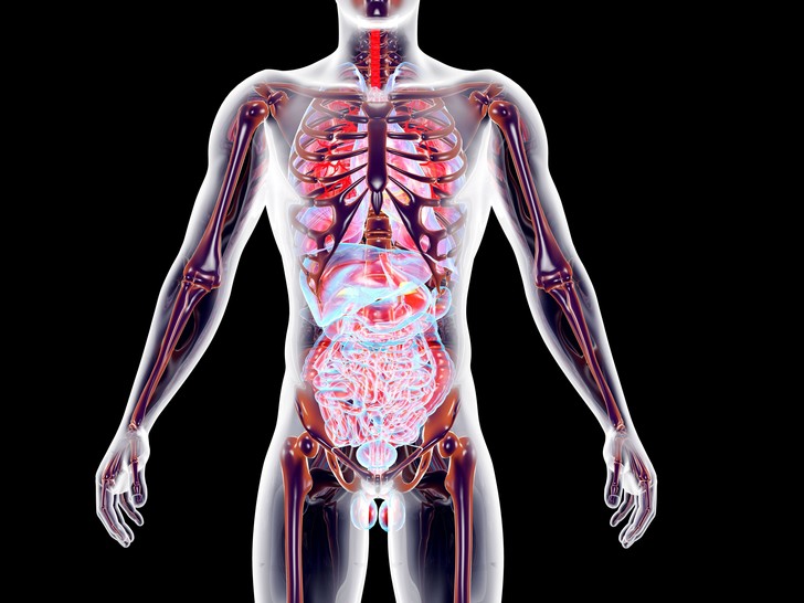 Полезные бесполезные органы: 5 рудиментов человеческого тела анатомия,наука,физиология