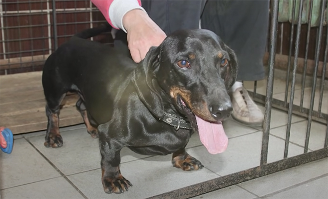 Собаку взяли из приюта и ночами она стала будить хозяйку. Женщина поставила камеру и поняла, что в доме живет посторонний Культура