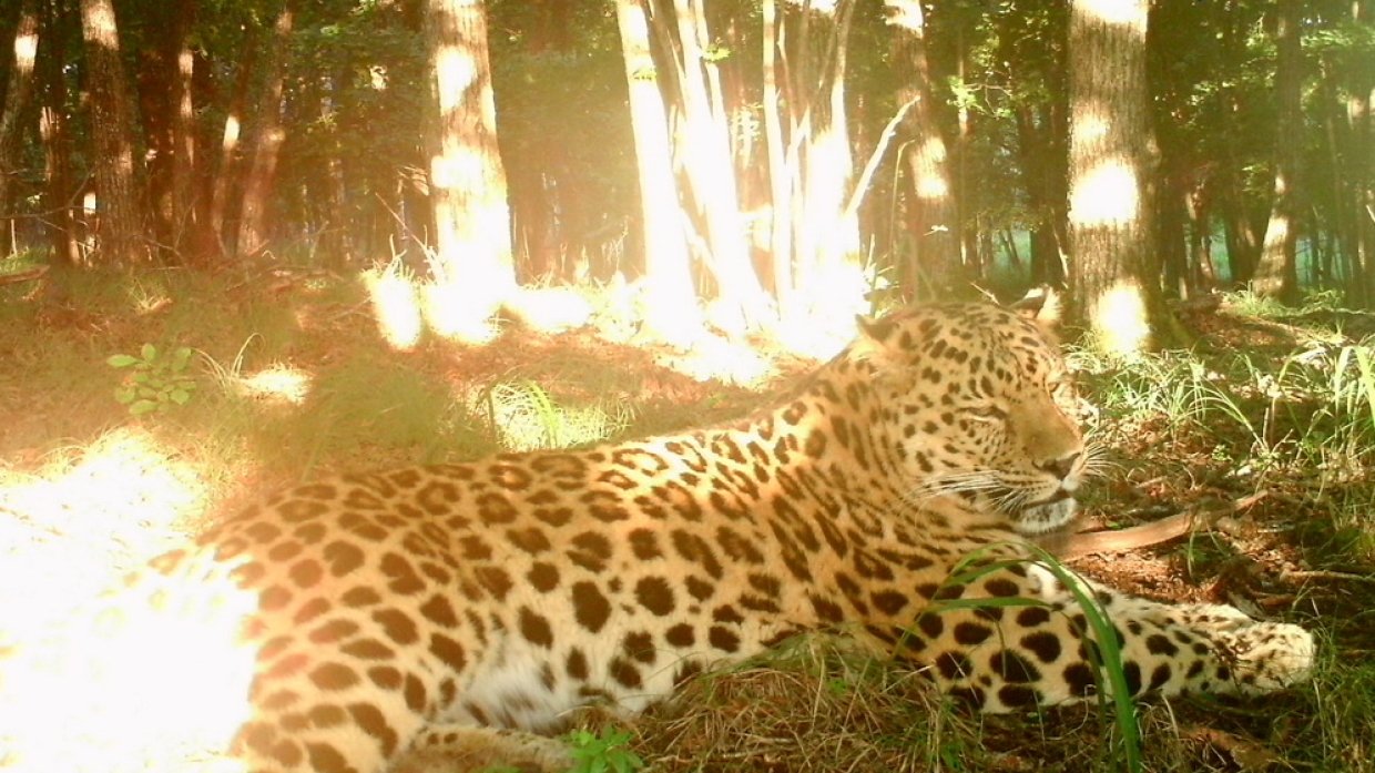 Крупнейший центр по сохранению дальневосточного леопарда открывается в Приморье