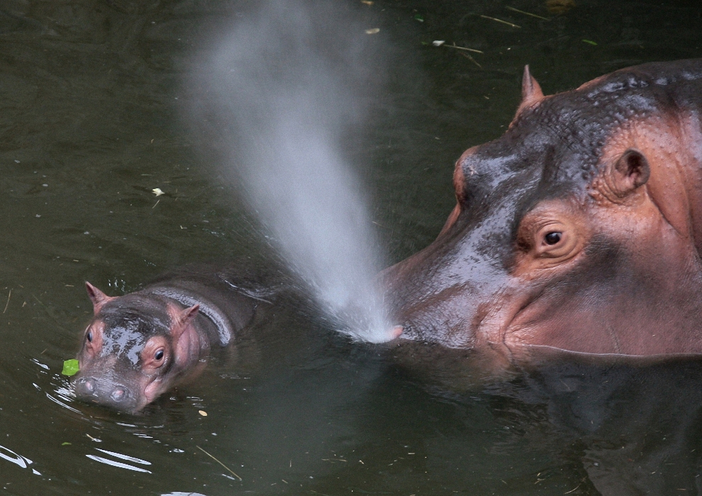 Детёныши и их мамы Детёныши и их мамы животные,интересное,позитив