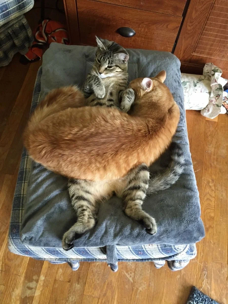 Котики - сладкие парочки Котики - сладкие парочки