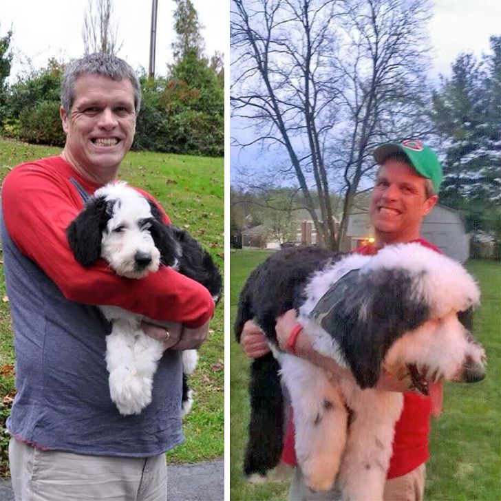 Любителям собакенов: большие собаки созданы для людей с огромным сердцем 