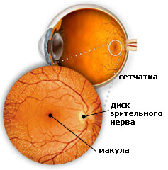 Строение сетчатки глаза сетчатки, сетчатке, клетки, эпителий, зрение, частью, пограничная, около, центральное, представляет, клеток, большое, количество, нерва, зрительного, диска, собой, сосудистой, освещении, части