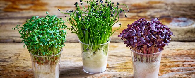 5 причин вырастить микрозелень самостоятельно: вкусно, полезно, интересно! микрозелень, Микрозелень, вкусом, микрозелени, которые, растения, можете, ростки, очень, можно, вырастить, Содержит, привкусом, витамины, блюдам, Подходит, полезных, проростки, сочетается, больше
