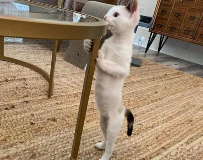 Без кота и жизнь не та