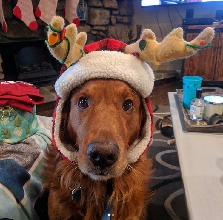 Новогодние собачки