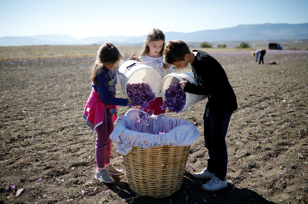 Сбор шафрана в фотографиях 