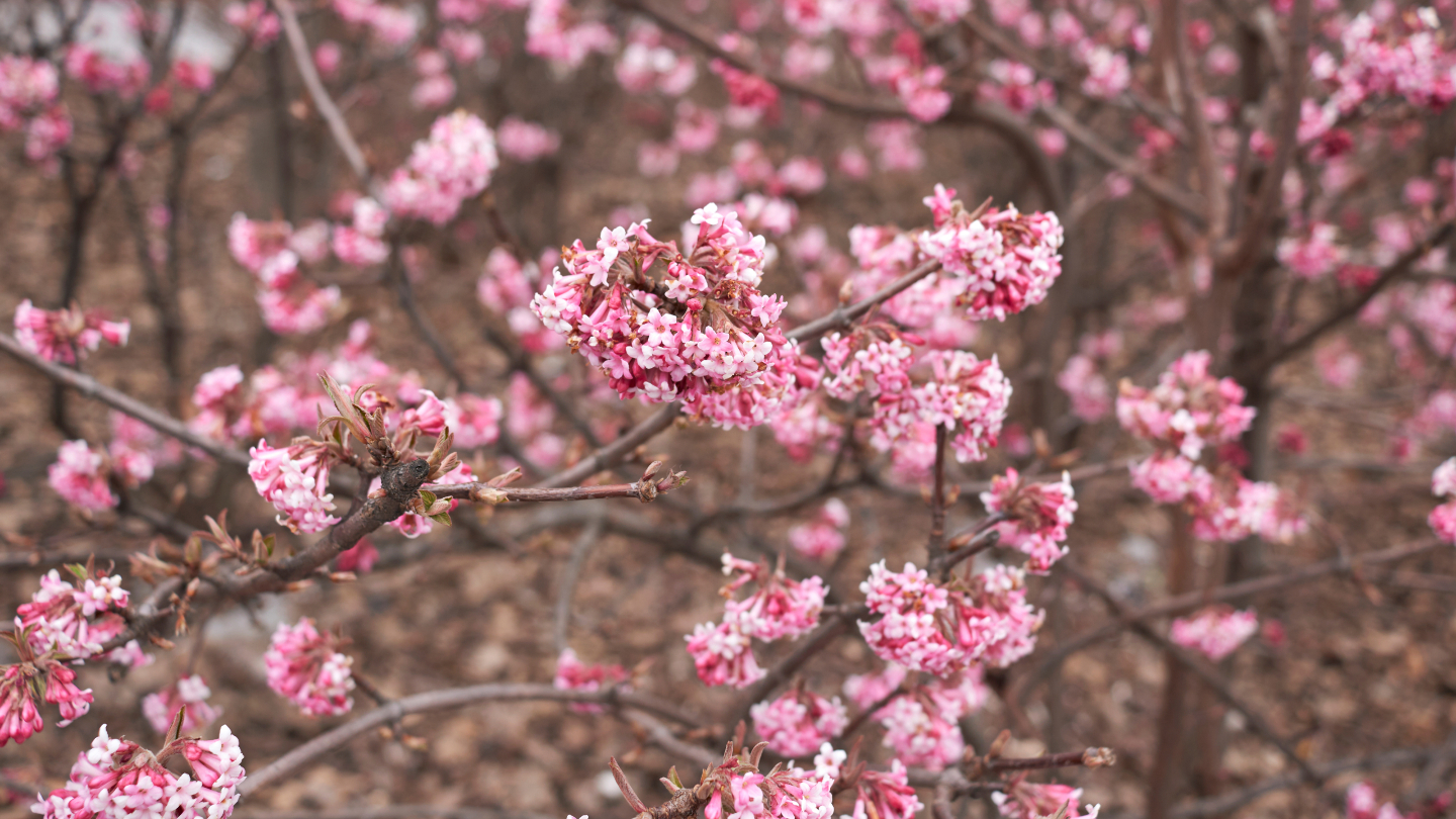 Не только красные ягоды: почему некоторые виды калины цветут зимой калина, растения, России, калины, цветы, растение, Viburnum, время, Сибири, бутоны, условиях, почти, настоящие, цветение, украшают, который, цветут, белые, соцветия, февраль