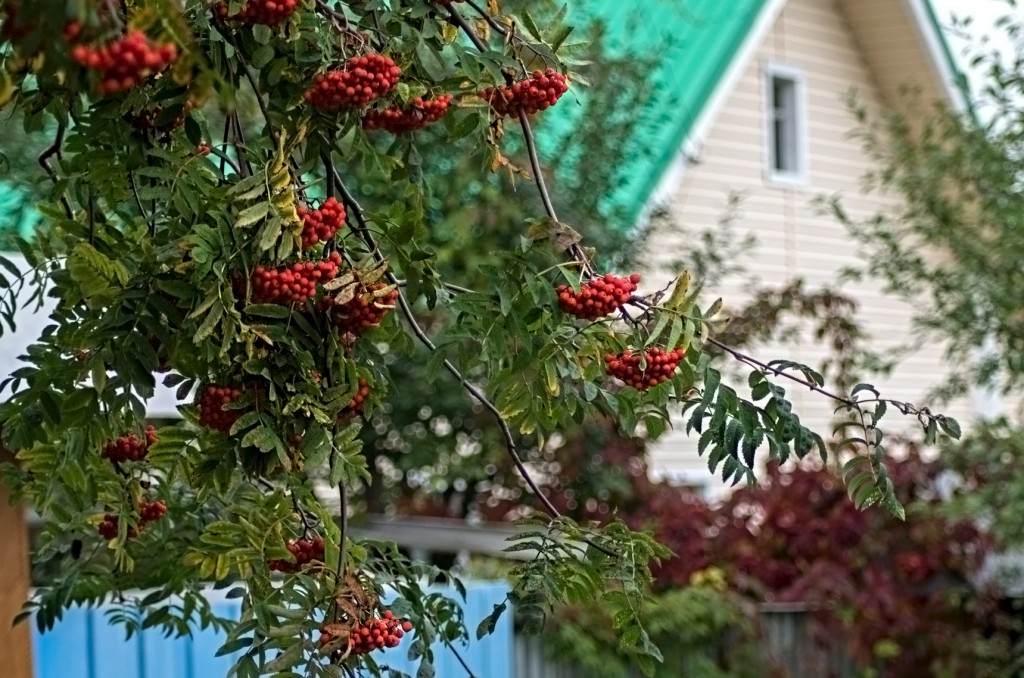 Деревенский дом с рябиной