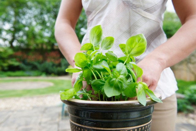 Базилик душистый (Ocimum basiliicum)