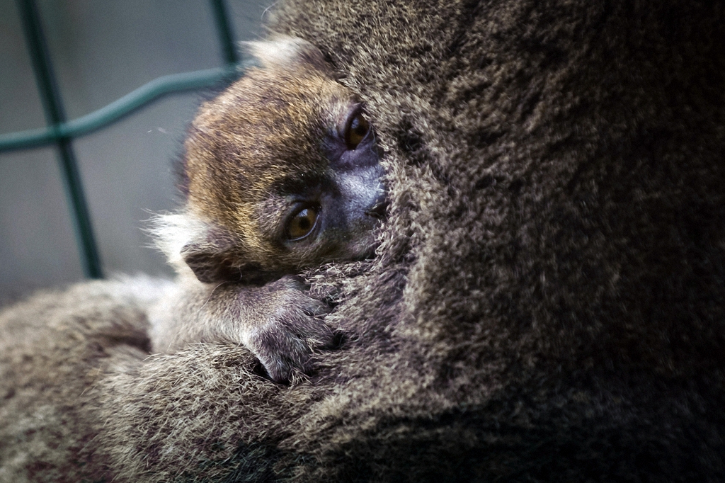 Детёныши и их мамы Детёныши и их мамы животные,интересное,позитив