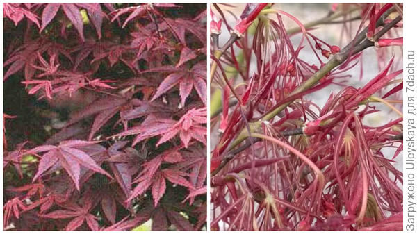 Клен веерный var. heptalobum Rubrum. Фото с сайта esveld.nl. Клен веерный Linearilobum Atropurpureum. Фото с сайта sironivivai.it.