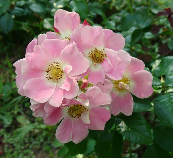 &amp;#39;Pink Bassino&amp;#39;