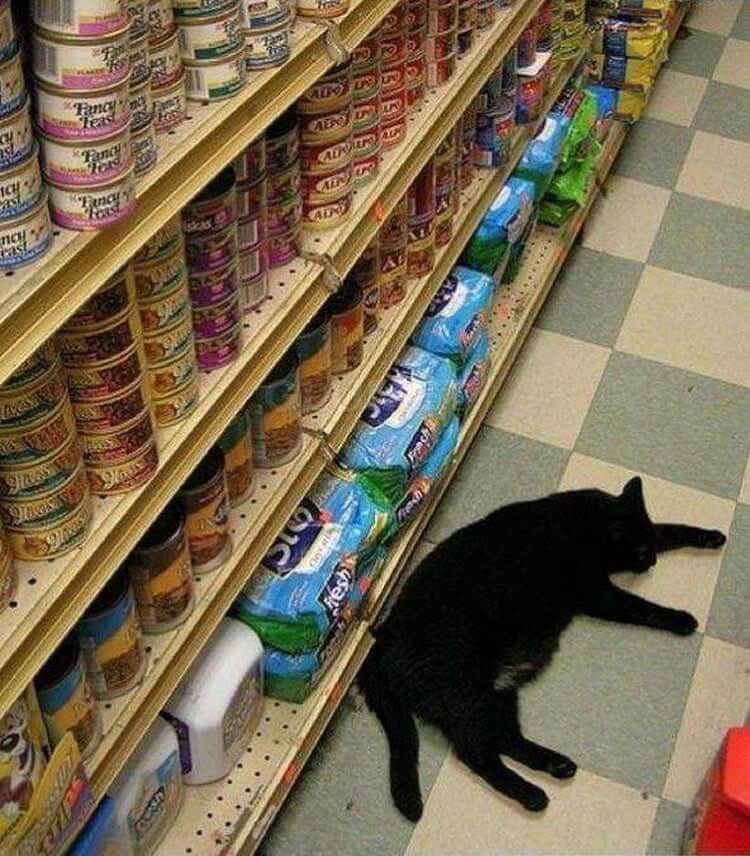 Cat shopping. Кошка в магазине. Кот в продуктовом магазине. Коты на прилавках. Кот на прилавке.