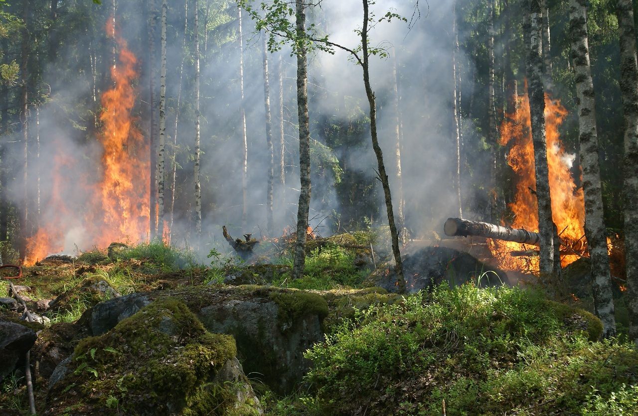 Специалист из Москвы получил ожоги при тушении лесного пожара в Рязанской области Происшествия
