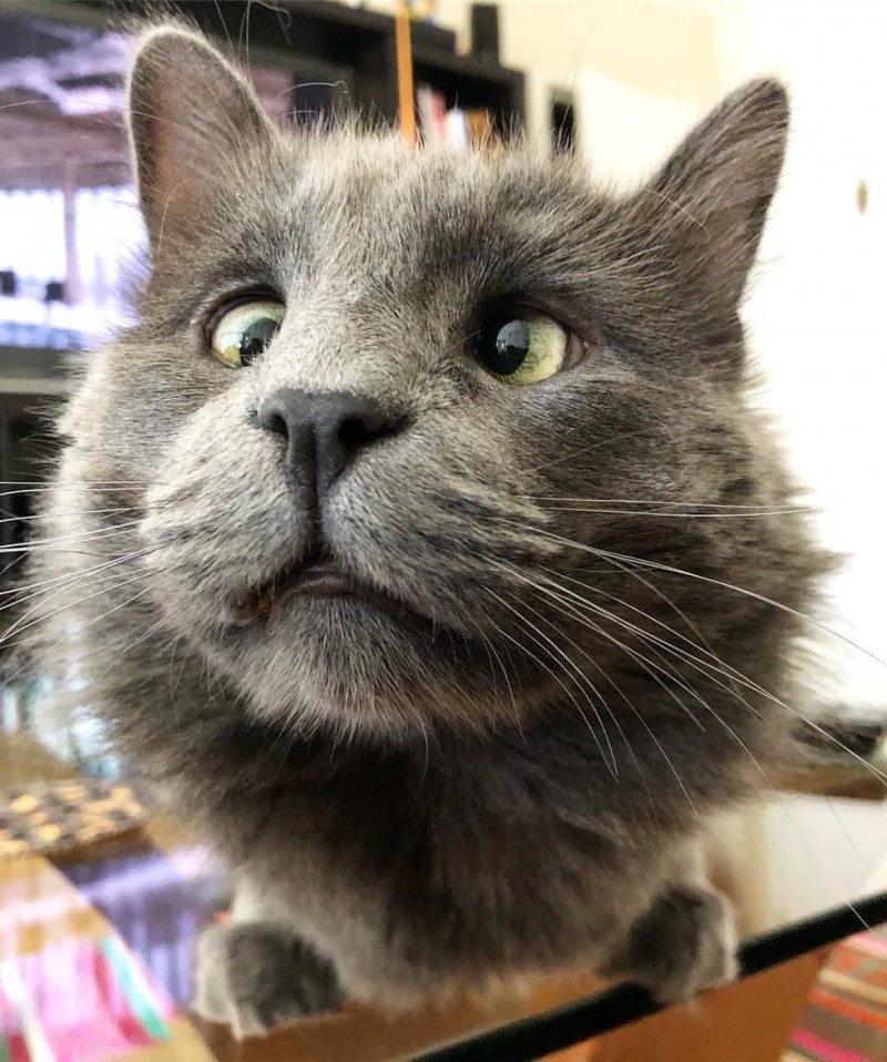 Очаровательный косоглазый кот по кличке Беларус Очаровательный косоглазый кот по кличке Беларус