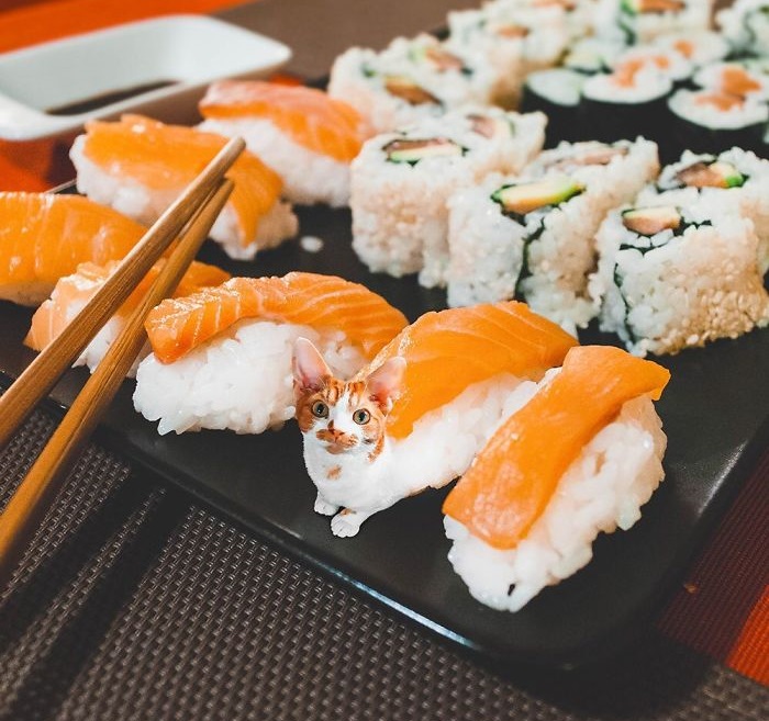 «Коты в еде»: Забавные фотоманипуляций от российской блогерши, покорившие интернет «Коты в еде»: Забавные фотоманипуляций от российской блогерши, покорившие интернет