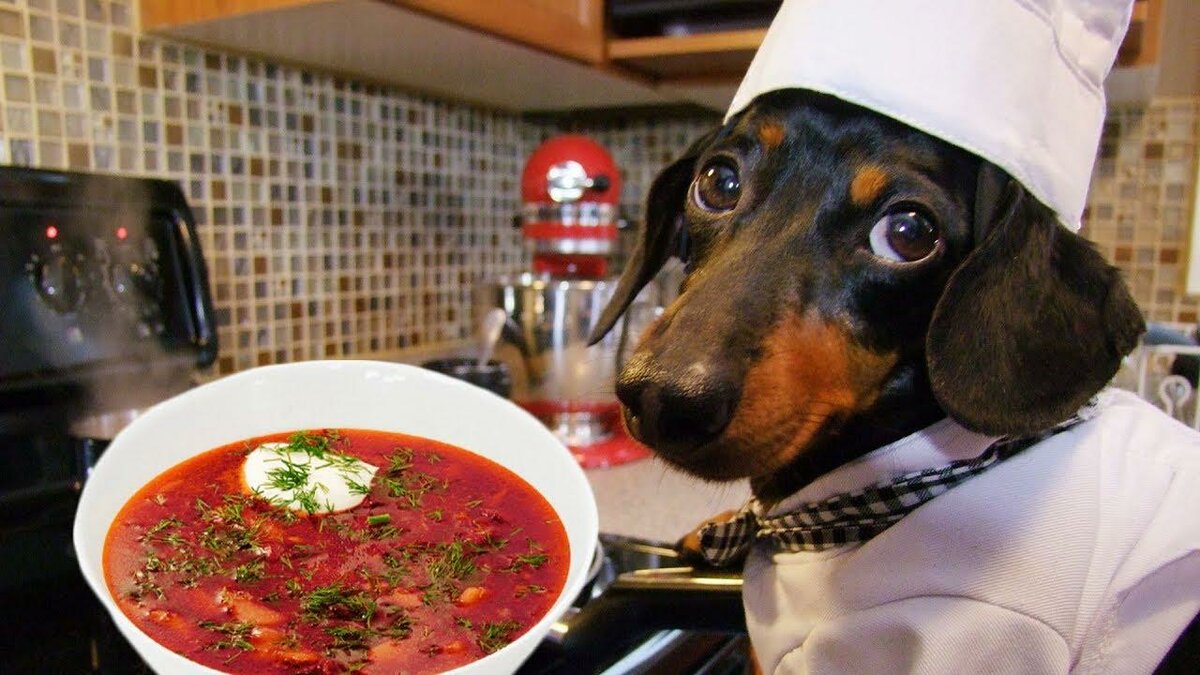 Можно собакам давать суп