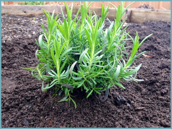 ЛАВАНДА В САДУ: ВЫРАЩИВАНИЕ И УХОД В ОТКРЫТОМ ГРУНТЕ инструмент,ландшафтный дизайн,огород,полезные советы,растения,сад