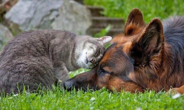 Трогательные фотографии любви и дружбы животных