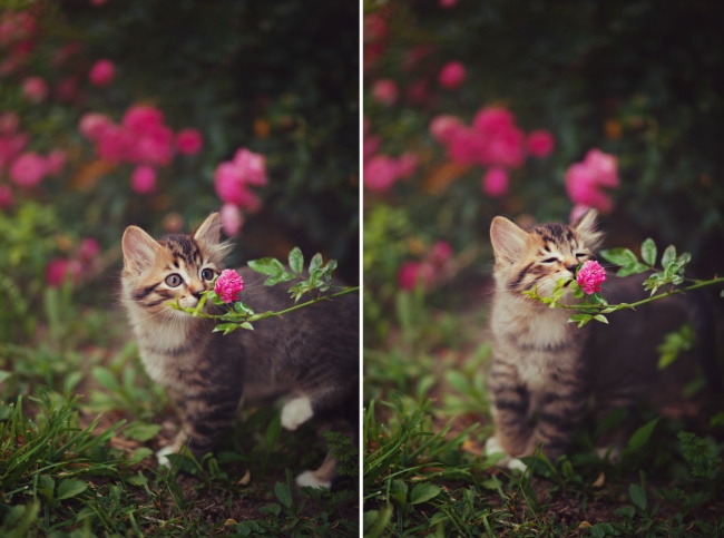 Животные, которые дарят позитив. Только посмотрите!