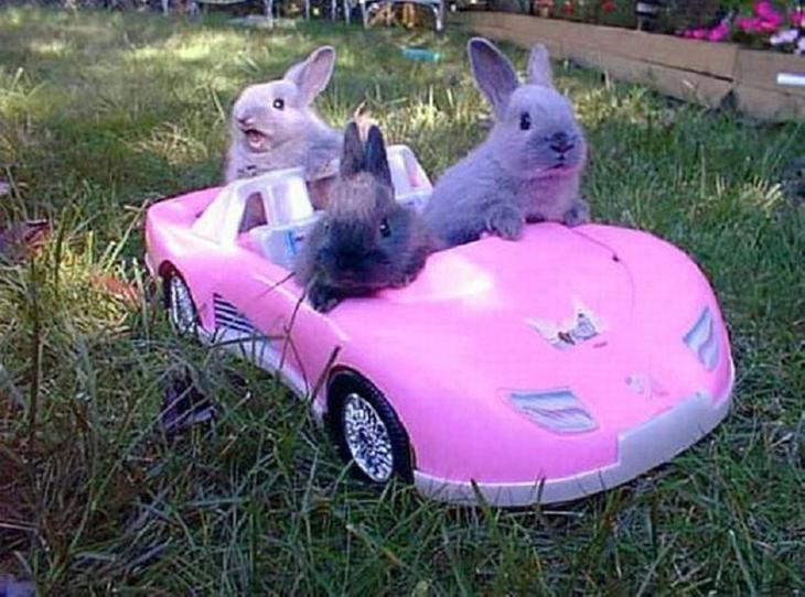 Животные, которые заставят вас улыбаться несмотря ни на что животные