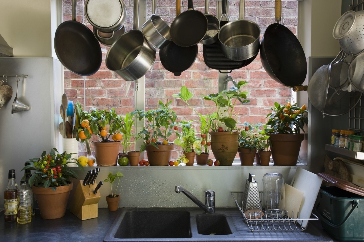 Растения на кухне в интерьере фото