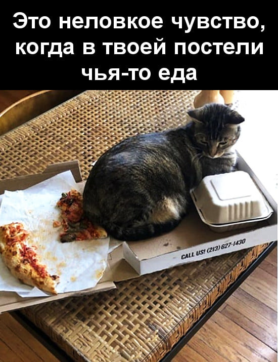 Возможно, это изображение (1 человек, кот и текст «это неловкое чувство, когда в твоей постели чья-то еда CALL uS/ (213) 627 627-1430 tta»)