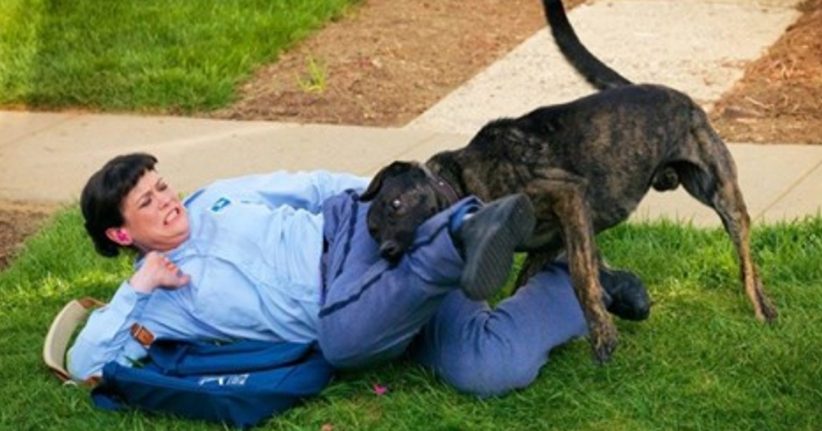 Что делать, если на вас напала собака: 5 важных советов	(6 фото)