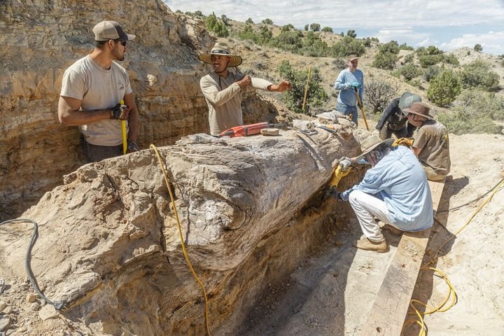Окаменелое бревно возрастом более 150 миллионов лет найдено в США