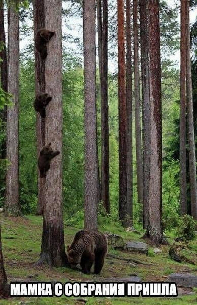 Зверский юмор животные, приколы, юмор