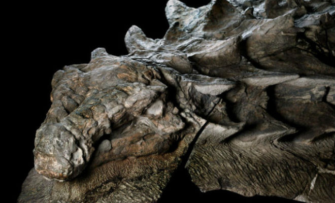 В скале нашли окаменелого динозавра