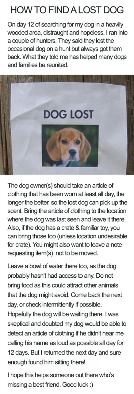 Lost Your Dog?
