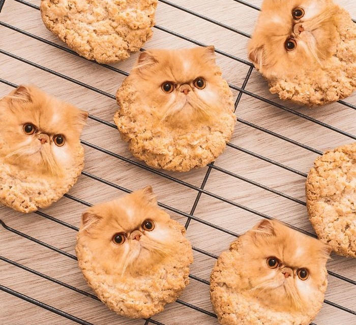 «Коты в еде»: Забавные фотоманипуляций от российской блогерши, покорившие интернет «Коты в еде»: Забавные фотоманипуляций от российской блогерши, покорившие интернет