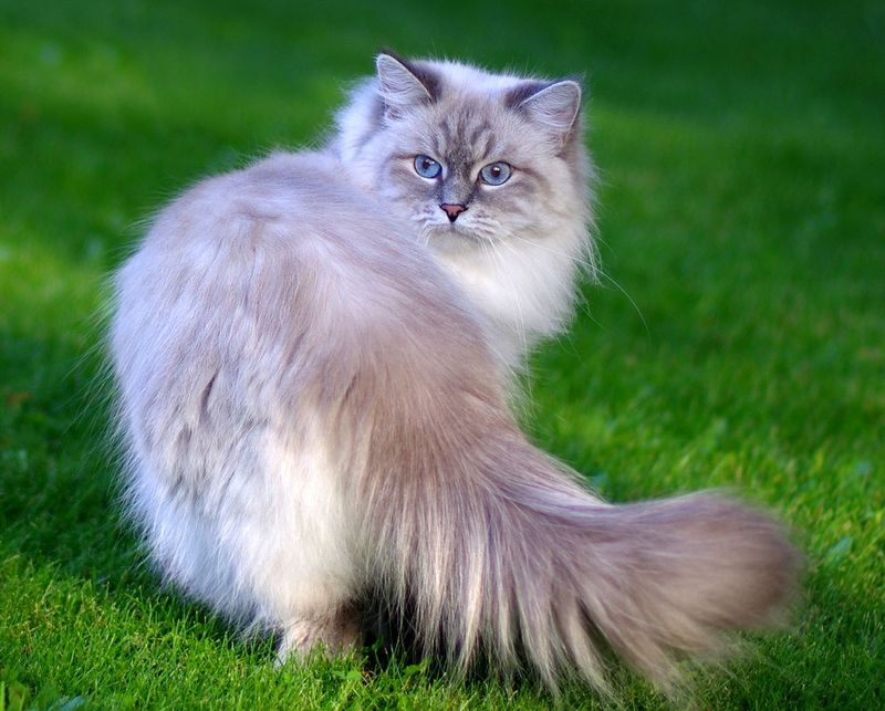 http://www.cats-british.ru/files/breeds/techka.jpg