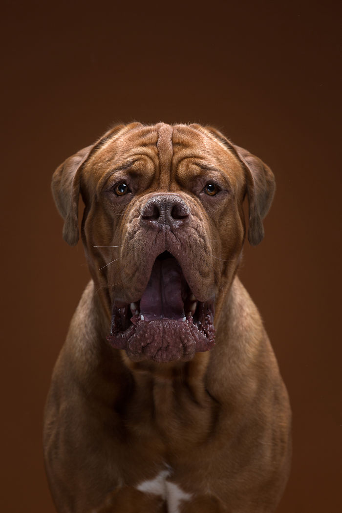 Family Photographers Duo Reveals Human-like Dog Personalities Through The Series Of Funny Portraits