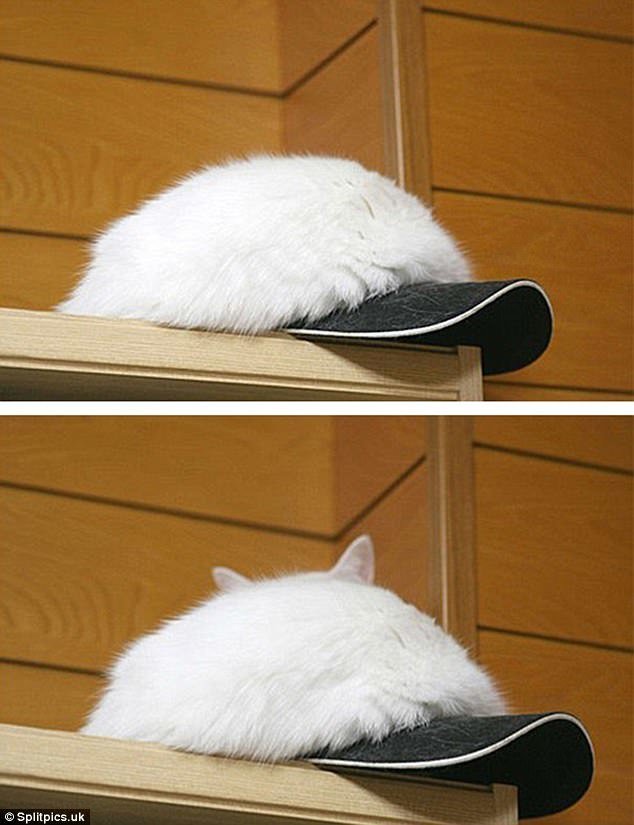 11. Меховая шапка из кота - что может быть круче? домашние животные, коты, кошки, маскировка, маскируется, прятки, смешные кошки