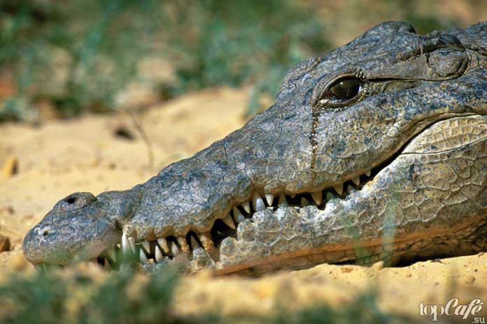 Увлекательные факты о крокодилах: Крокодиловы слёзы