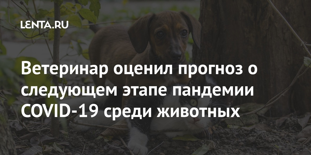 Ветеринар оценил прогноз о следующем этапе пандемии COVID-19 среди животных Россия