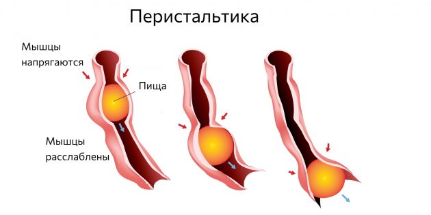 Почему урчит в животе и когда это может быть опасно кишечника, кишечнике, урчание, звуки, газов, которые, чтобы, кишечник, животе, время, может, количество, случае, Иногда, активность, гастроэнтеролог, после, комментарии, жидкости, борборигмы