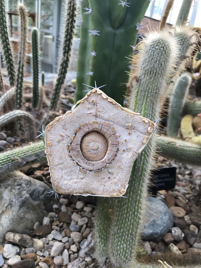 Cactus Cut In Half