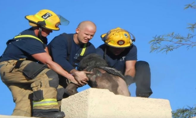 Застрял в проруби: 9 мест где по глупости оказались люди Культура