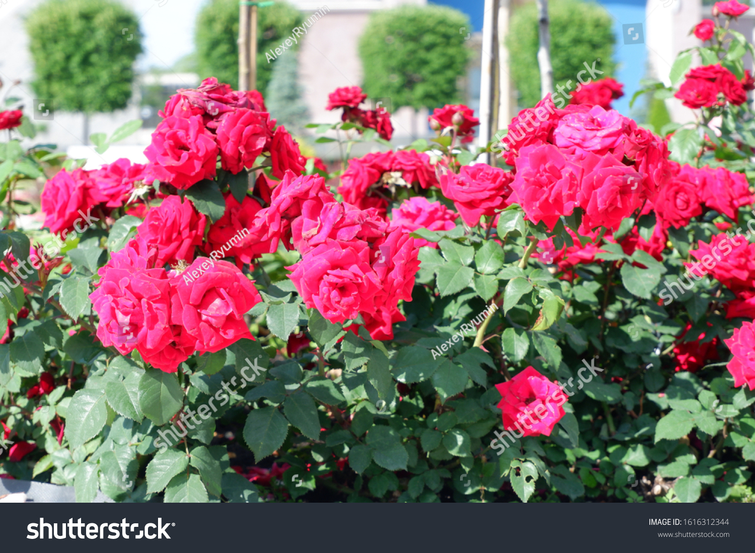 Several fresh pink blooming roses on rose bush close up view