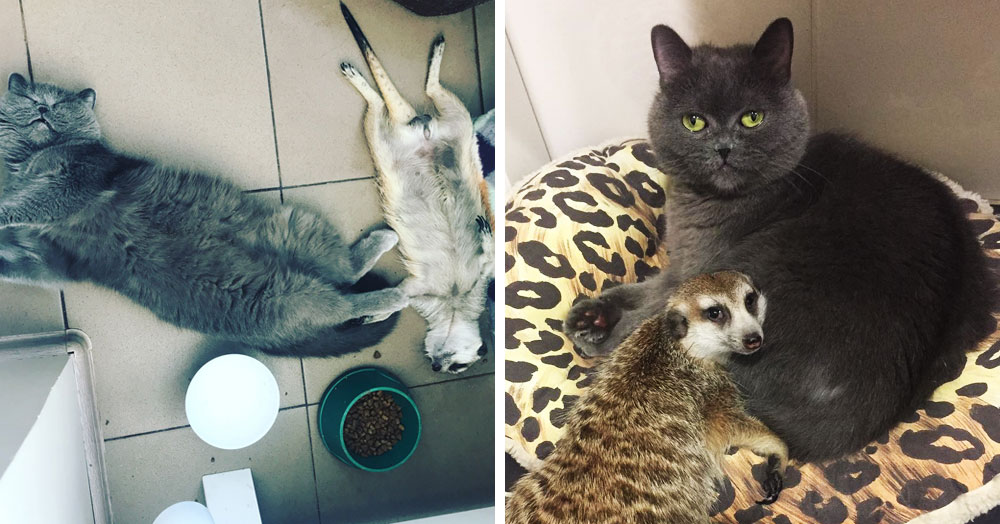 Сурикат и кот из Санкт-Петербурга подружились с первых дней знакомства, а теперь покоряют пользователей сети