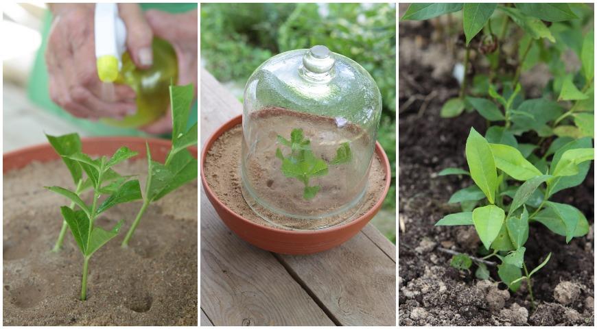 Как самому размножить флокс кусочком стебля? черенки, флоксов, можно, флокса, черенками, черенков, стеблевыми, верхнего, черенкования, сорта, метельчатого, почву, рядами, листья, конца, флокс, между, листьев, срезы, удобно