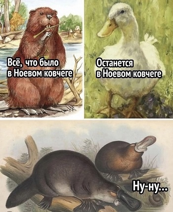 Ной не ныл и ты не Ной! Вчера, жирафа, Теперь, 160170, почти, ростом, около, весит, Конго, Водится, судьбы, кивок, смешной, такой, зебры, голова, только, жираф, лесной,   окапи