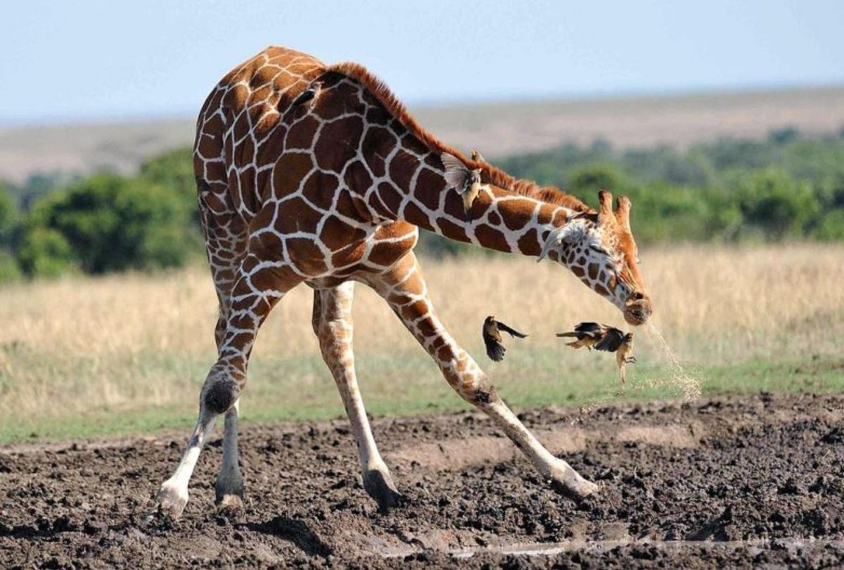 Жираф на жирафе