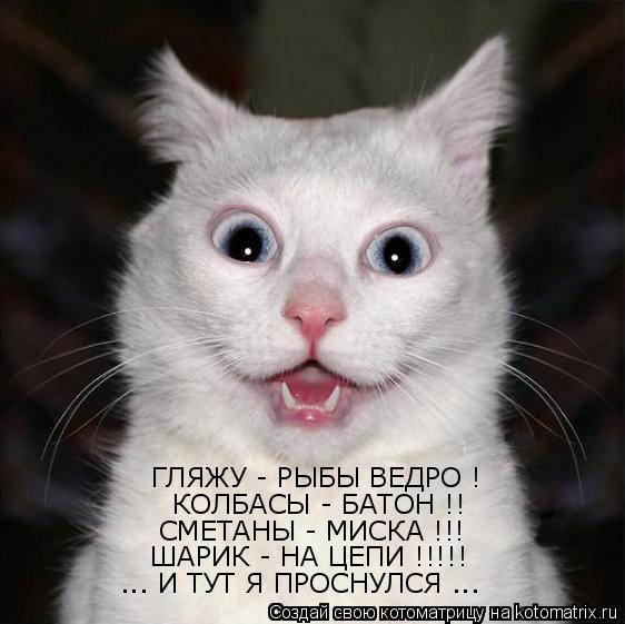 ... И ТУТ Я ПРОСНУЛСЯ ...  ШАРИК - НА ЦЕПИ !!!!!  СМЕТАНЫ - МИСКА !!! 