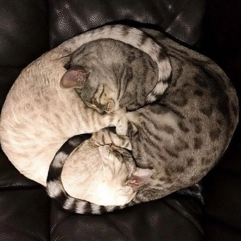 Котики - сладкие парочки Котики - сладкие парочки