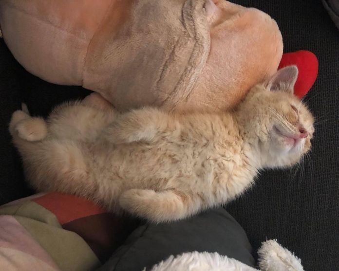 Без кота и жизнь не та